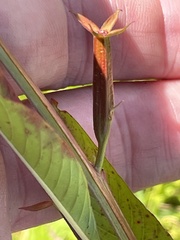 Ludwigia erecta, photograph (c) James Hardee, some rights reserved (CC BY)
