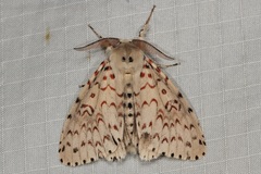 Lymantria nephrographa