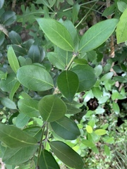 Olea capensis enervis