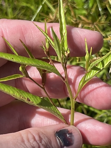 Ludwigia erecta, photograph 3