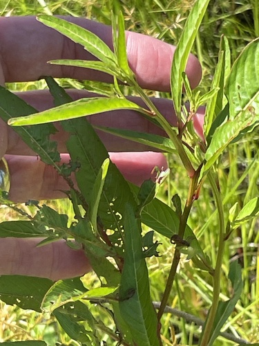 Ludwigia erecta, photograph 4