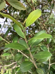 Olea capensis enervis