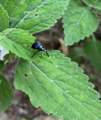 Rhynchitinae