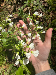 Cardamine bulbosa, photograph (c) tmax, some rights reserved (CC BY)