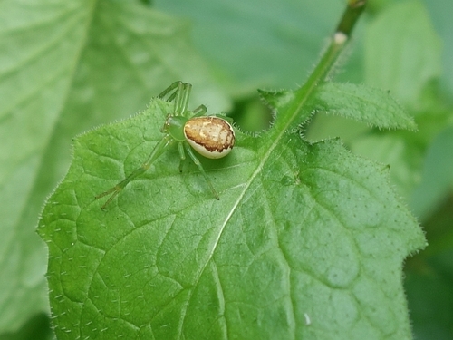 Eurasian Green Crab Spider