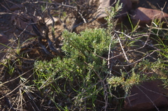 Eriocephalus scariosus