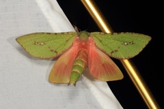 Aenetus eximia