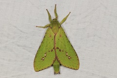 Aenetus eximia