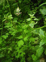 Fumaria coccinea