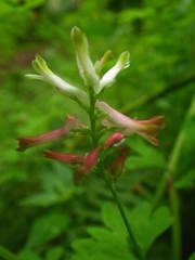 Fumaria coccinea