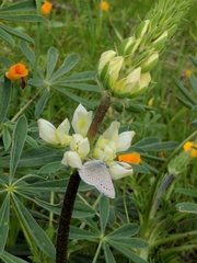 Lupinus microcarpus