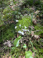 Cardamine bulbosa, photograph (c) tmax, some rights reserved (CC BY)