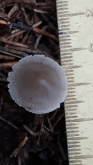 Mycena plumipes