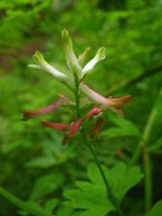 Fumaria coccinea