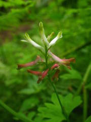 Fumaria coccinea