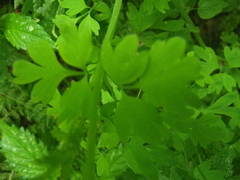 Fumaria coccinea