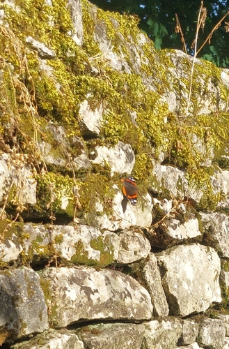 Red Admiral