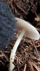 Mycena plumipes