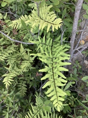 Cheilanthes viridis viridis