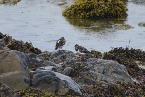 iNaturalist: (c) Imogen Bentley, some rights reserved (CC BY-NC), uploaded by Imogen Bentley iNaturalist image