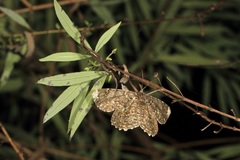Amblychia subrubida