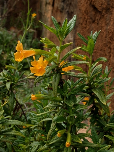 Diplacus aurantiacus