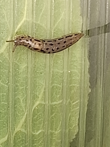 Leopard Slug