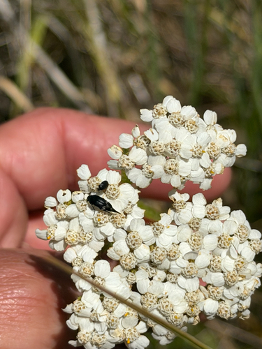 iNaturalist observation photo of Mordella hubbsi