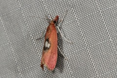 Canuza euspilella