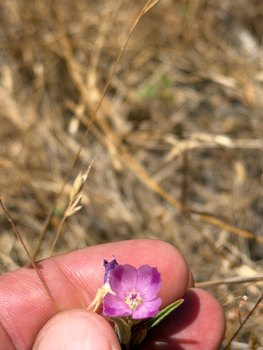 iNaturalist observation photo of Winecup Clarkia