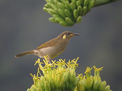 Microptilotis imitatrix