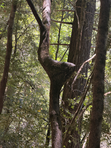iNaturalist observation photo of California bay