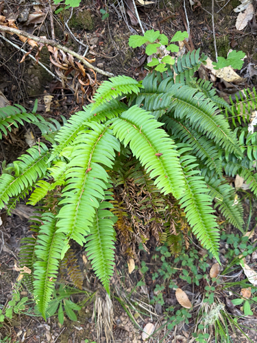 iNaturalist observation photo of Narrowleaf sword fern