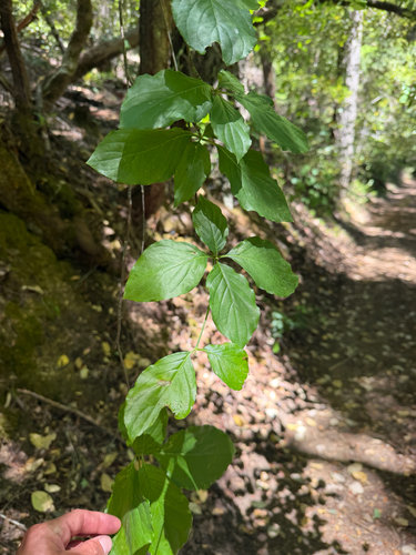 iNaturalist observation photo of Pacific Dogwood