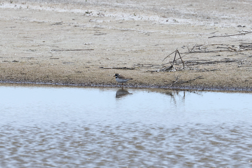 iNaturalist: (c) A. Form, some rights reserved (CC BY-NC), uploaded by A. Form iNaturalist image