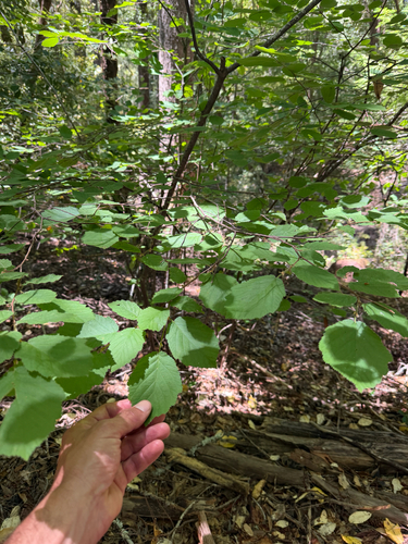 iNaturalist observation photo of beaked hazelnut