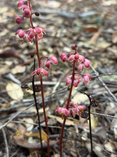 iNaturalist observation photo of Leafless wintergreen