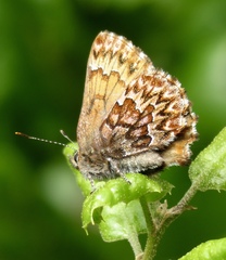 Callophrys eryphon
