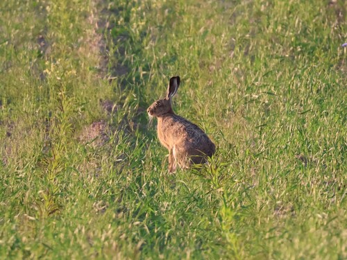 Brown Hare