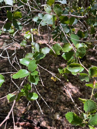 iNaturalist observation photo of canyon live oak