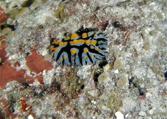 Phyllidia marindica image