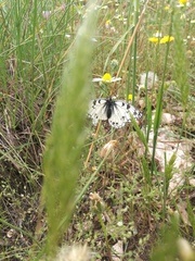Melanargia arge