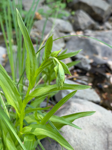 iNaturalist observation photo of Stream Orchid