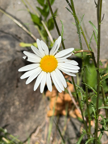 iNaturalist observation photo of oxeye daisy
