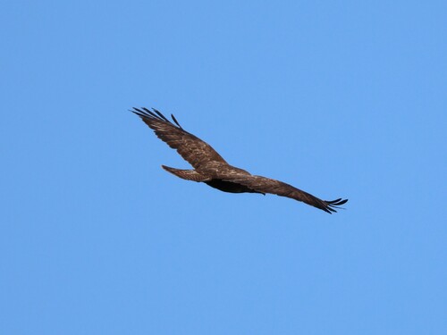 Common Buzzard