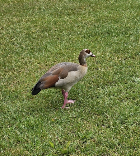 iNaturalist image