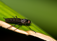 Chiromyzinae
