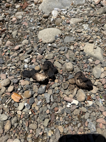 iNaturalist observation photo of Birds
