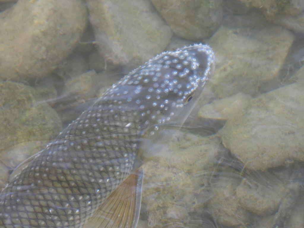 Pearlfish (Rutilus meidingeri) — Cyprinidae