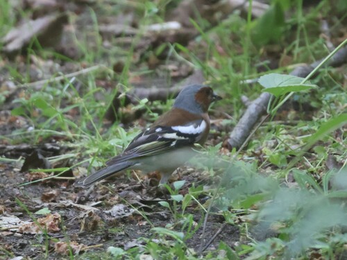 Common Chaffinch